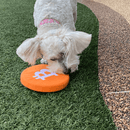 Bitcoin Squeaky Dog Toy