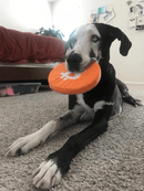 Bitcoin Squeaky Dog Toy