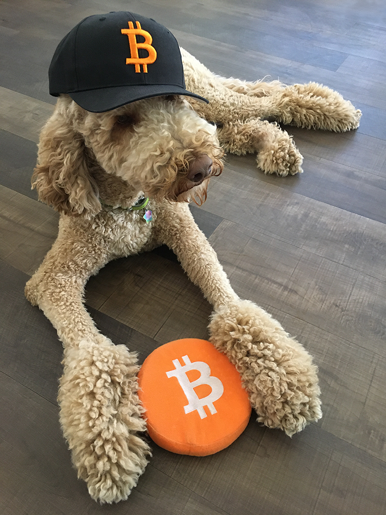Bitcoin Squeaky Dog Toy